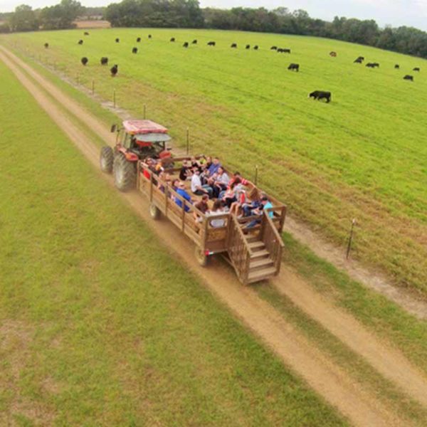 Attractions CornDodgers Farm