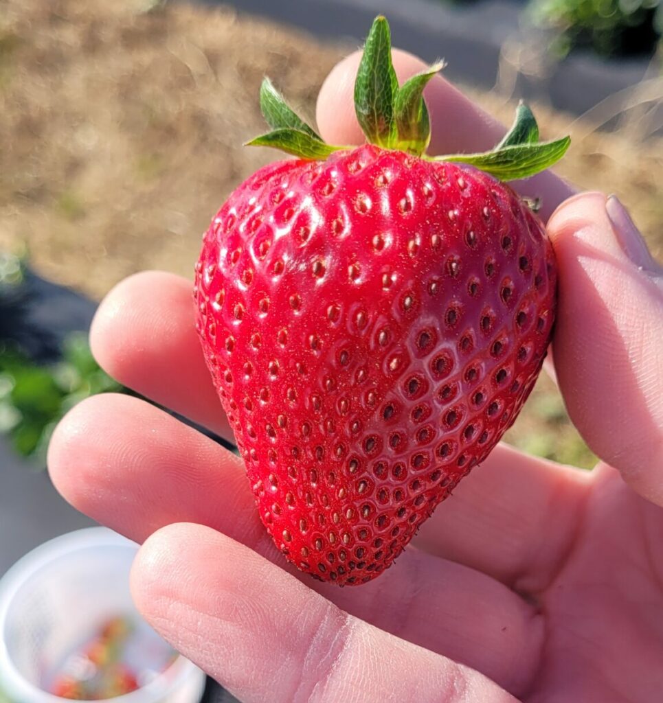 Home CornDodgers Farm